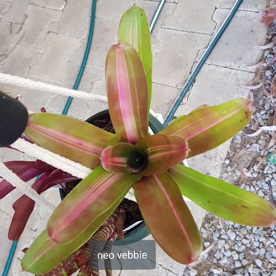Neoregelia Vebbie in the GardenTags plant encyclopedia Neoregelia Vebbie in the GardenTags plant encyclopedia