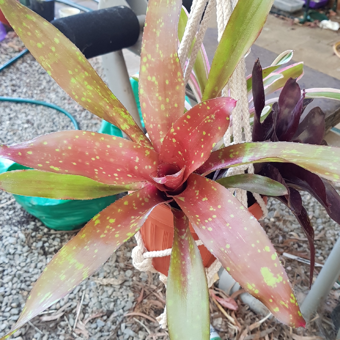 Neoregelia Treasure Chest in the GardenTags plant encyclopedia Neoregelia Treasure Chest in the GardenTags plant encyclopedia