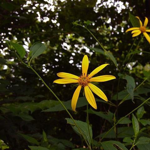 Helianthus decapetalus in the GardenTags plant encyclopedia Thinleaf sunflower in the GardenTags plant encyclopedia