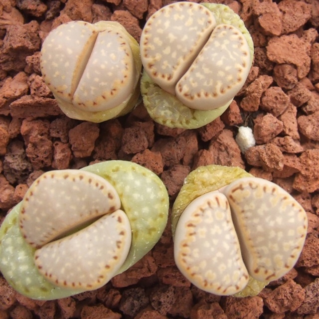 Lithops Julii Fulleri C162A in the GardenTags plant encyclopedia Living Stones Julii Fulleri C162A in the GardenTags plant encyclopedia