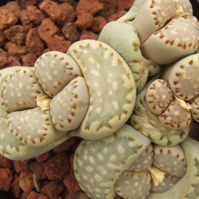 Lithops Julii Fulleri C319 in the GardenTags plant encyclopedia Living Stones Julii Fulleri C319 in the GardenTags plant encyclopedia