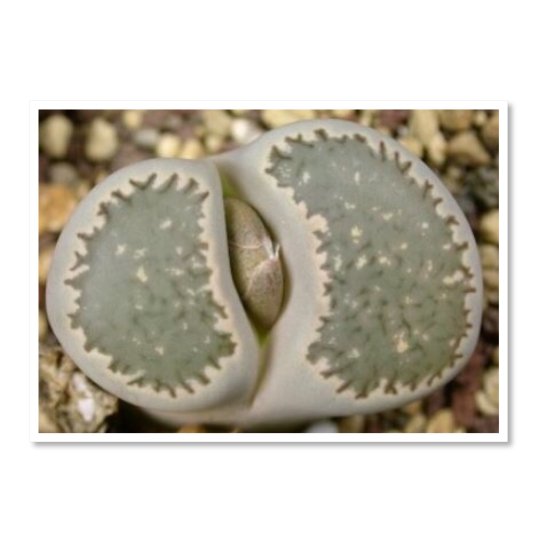 Lithops Salicola C351 in the GardenTags plant encyclopedia Living Stones Salicola C351 in the GardenTags plant encyclopedia