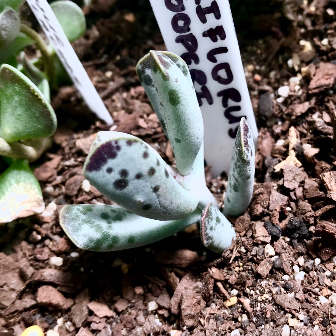 Adromischus Triflorus x Cooperi in the GardenTags plant encyclopedia Adromischus Triflorus x Cooperi in the GardenTags plant encyclopedia