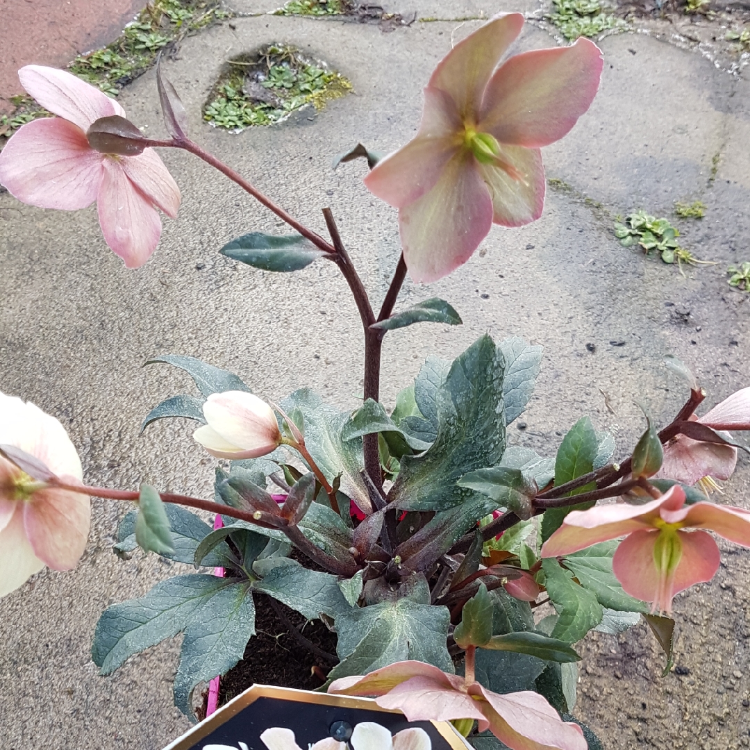 Helleborus x ballardiae Coseh 940 (HGC Series) syn. Helleborus x ballardiae HGC Camelot in the GardenTags plant encyclopedia Hellebore HGC Camelot in the GardenTags plant encyclopedia