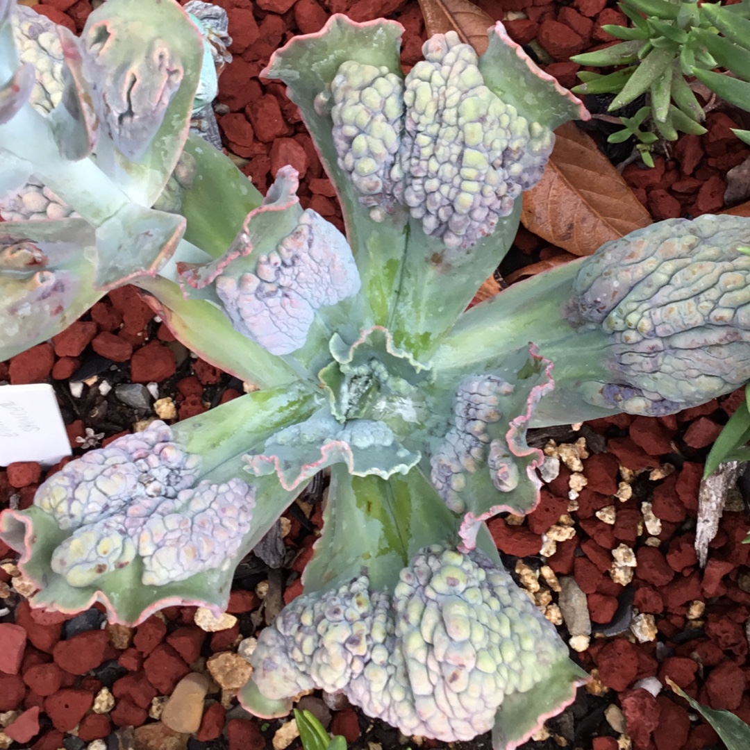 Echeveria Edna Spencer in the GardenTags plant encyclopedia Echeveria Edna Spencer in the GardenTags plant encyclopedia