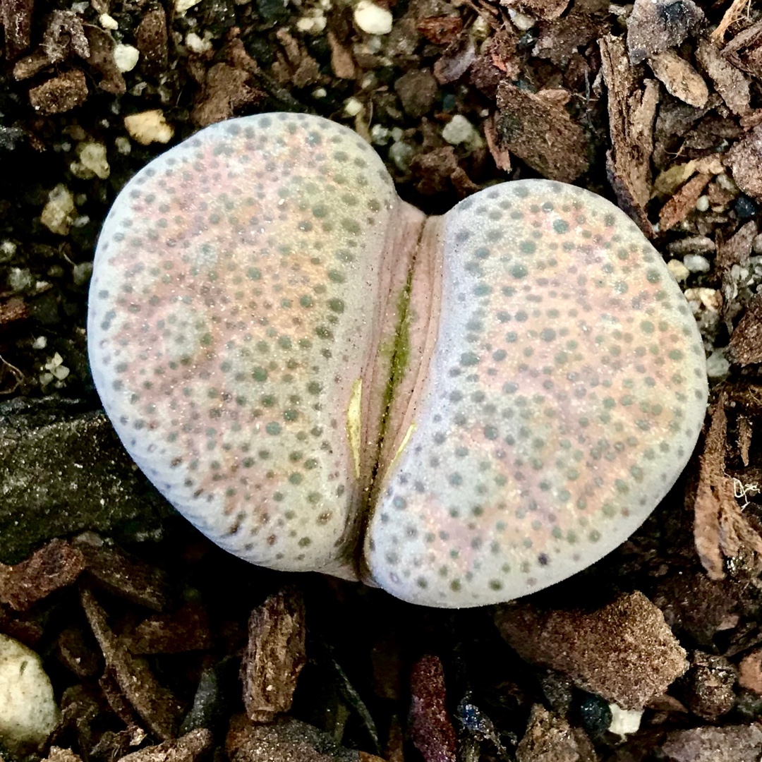 Lithops Terricolour Prince Albert Form C134 in the GardenTags plant encyclopedia Living Stones Terricolour Prince Albert Form in the GardenTags plant encyclopedia