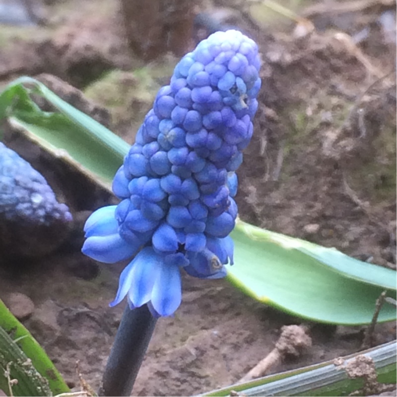 Pseudomuscari azureum syn. Muscari Azureum in the GardenTags plant encyclopedia Azure Grape Hyacinth in the GardenTags plant encyclopedia