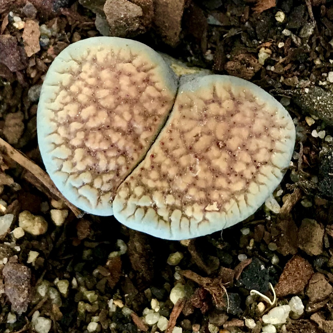 Lithops Verruculosa var. Glabra C025 in the GardenTags plant encyclopedia Living Stones Verruculosa Glabra in the GardenTags plant encyclopedia