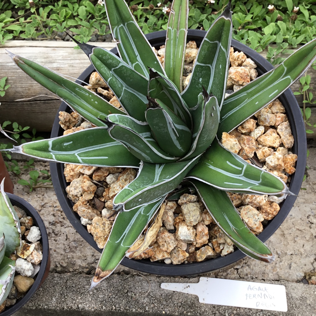Agave Ferdinandi-Regis in the GardenTags plant encyclopedia Agave Ferdinandi-Regis in the GardenTags plant encyclopedia