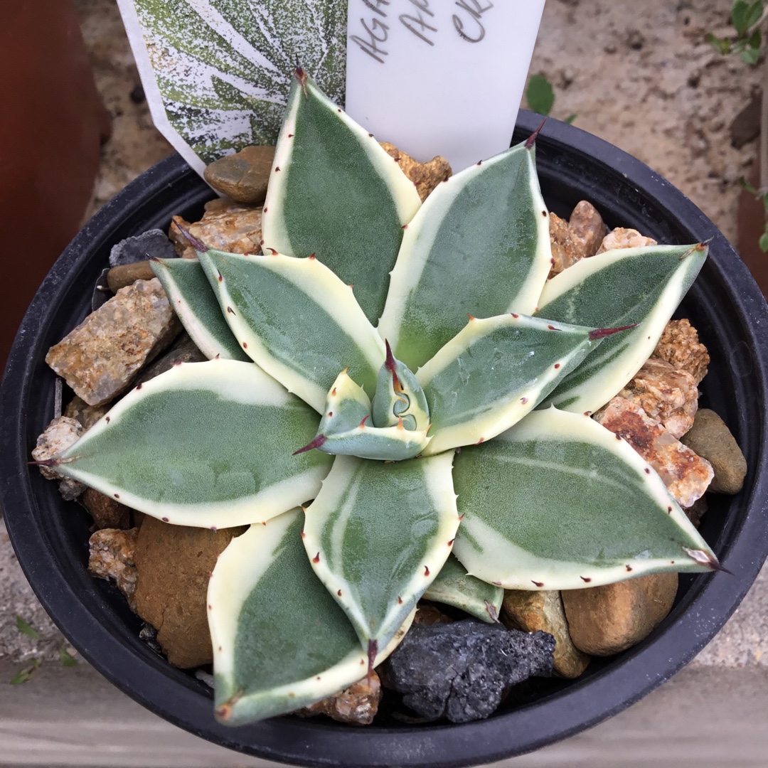 Agave Applanta Cream Spike in the GardenTags plant encyclopedia Agave Applanta Cream Spike in the GardenTags plant encyclopedia
