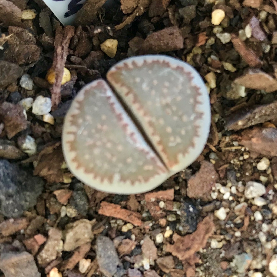 Lithops Villetii Kennedy 1979 C123 in the GardenTags plant encyclopedia Living Stones Villetii Kennedy 1979 in the GardenTags plant encyclopedia