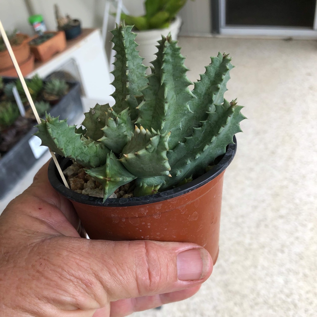 Huernia Humilis in the GardenTags plant encyclopedia Huernia Humilis in the GardenTags plant encyclopedia