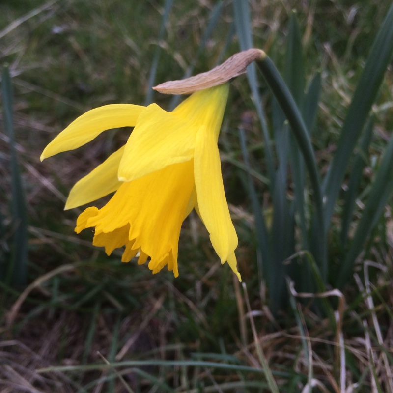 Narcissus Golden Spur syn. Narcissus Spur in the GardenTags plant encyclopedia Daffodil Golden Spur (Trumpet) in the GardenTags plant encyclopedia
