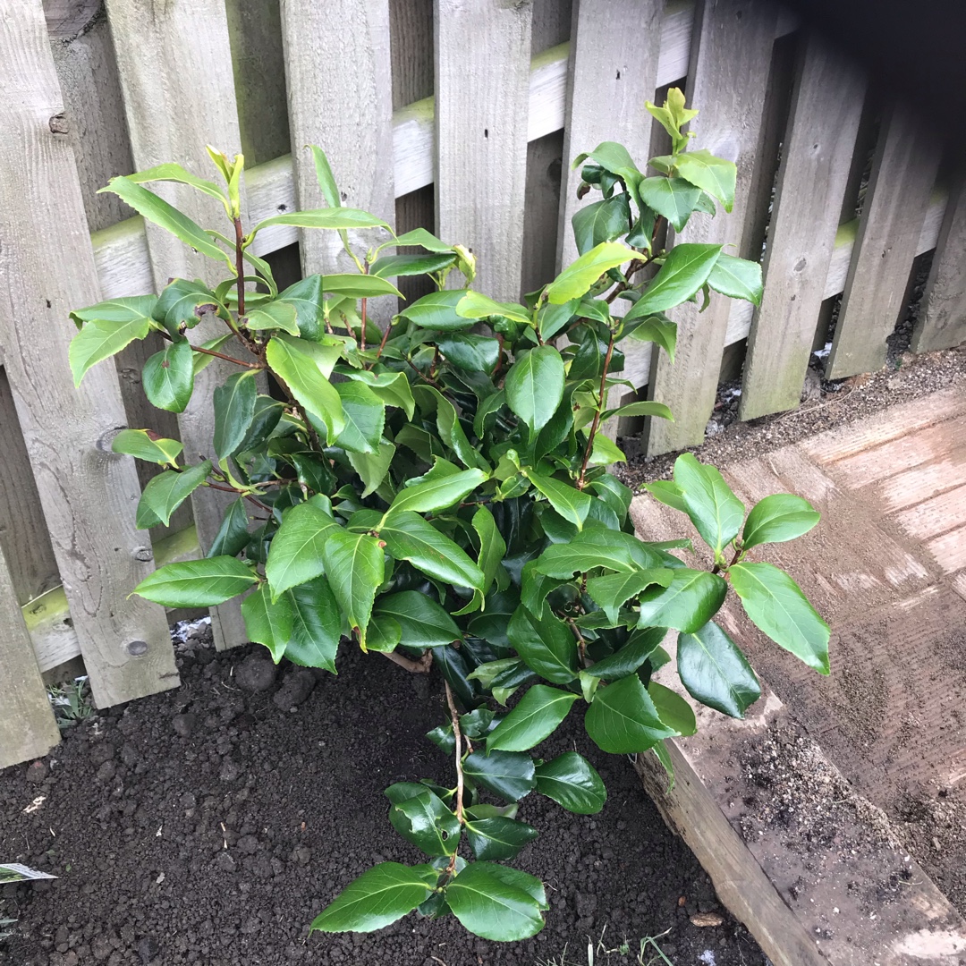 Camellia japonica Bicolor in the GardenTags plant encyclopedia Camellia Bicolor in the GardenTags plant encyclopedia