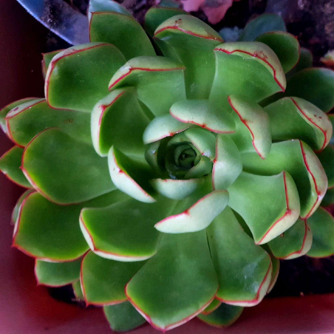 Echeveria Yamato Haru in the GardenTags plant encyclopedia Echeveria Yamato Haru in the GardenTags plant encyclopedia
