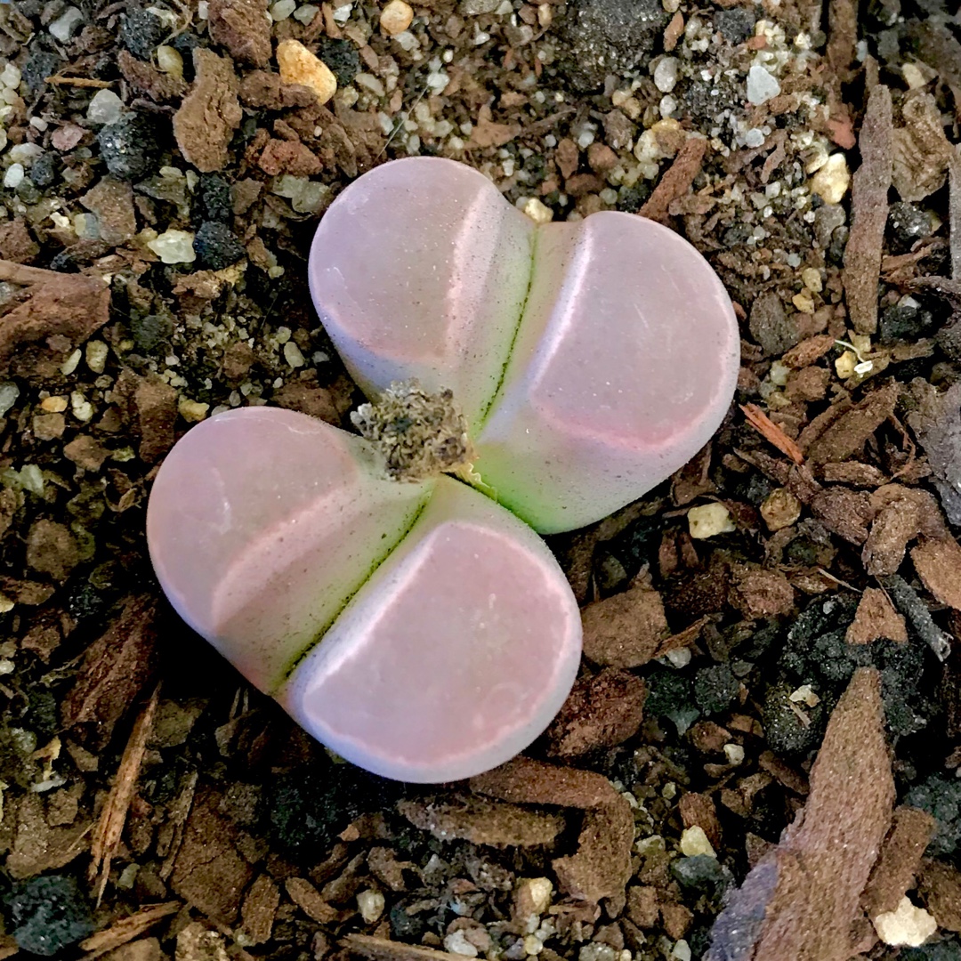 Lithops Complex Hybrid in the GardenTags plant encyclopedia Living Stones Complex Hybrid in the GardenTags plant encyclopedia