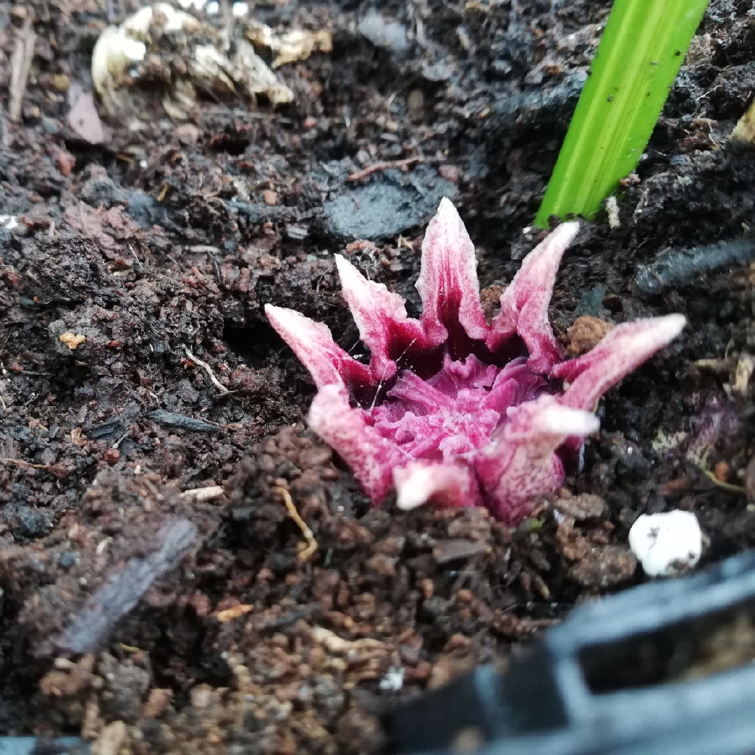 Aspidistra elatior Lennons Song in the GardenTags plant encyclopedia Cast-Iron Plant Lennons Song in the GardenTags plant encyclopedia