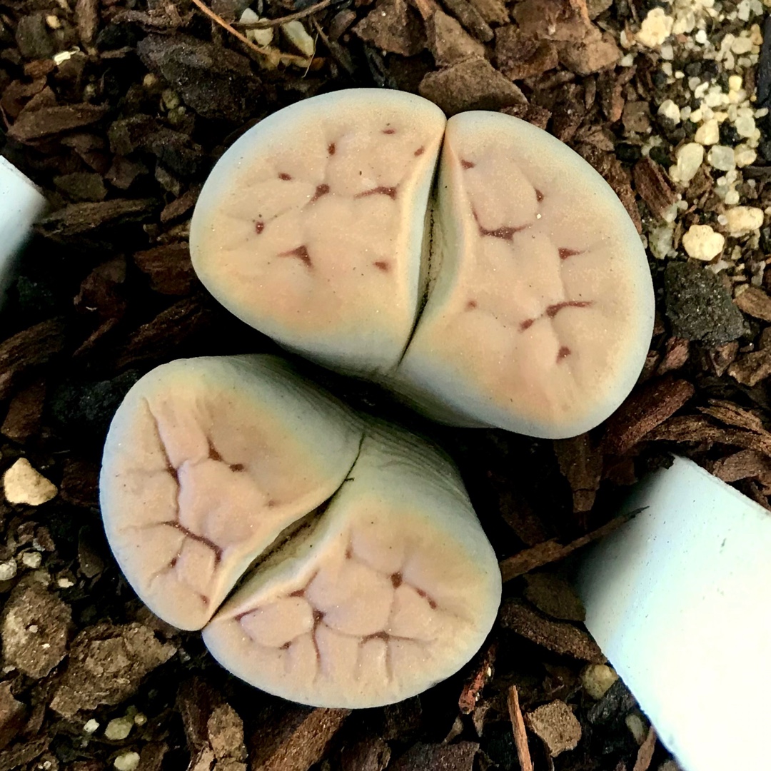 Lithops Karasmontana ssp. Karasmontana var. Karasmontana C226 in the GardenTags plant encyclopedia Living Stones Karasmontana C226 in the GardenTags plant encyclopedia