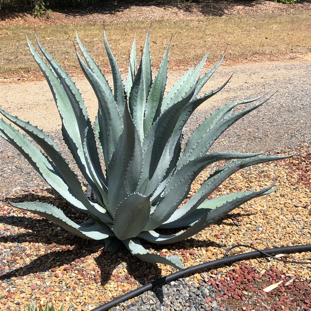 Agave Asperrima in the GardenTags plant encyclopedia Agave Asperrima in the GardenTags plant encyclopedia
