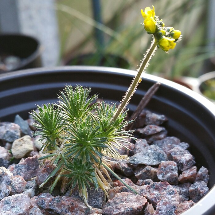 Draba aizoides in the GardenTags plant encyclopedia Yellow Whitlow Grass in the GardenTags plant encyclopedia