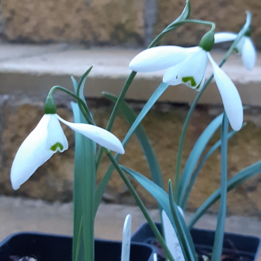 Galanthus elwesii Mrs McNamara in the GardenTags plant encyclopedia Snowdrop Mrs McNamara in the GardenTags plant encyclopedia