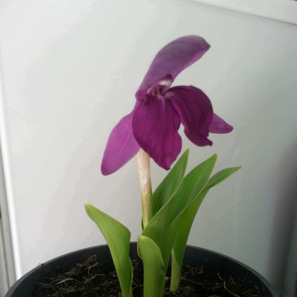 Roscoea humeana in the GardenTags plant encyclopedia Hume Roscoea in the GardenTags plant encyclopedia