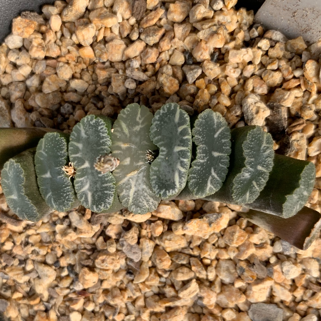 Haworthia Truncata cv. Sakai in the GardenTags plant encyclopedia Haworthia Truncata Sakai in the GardenTags plant encyclopedia