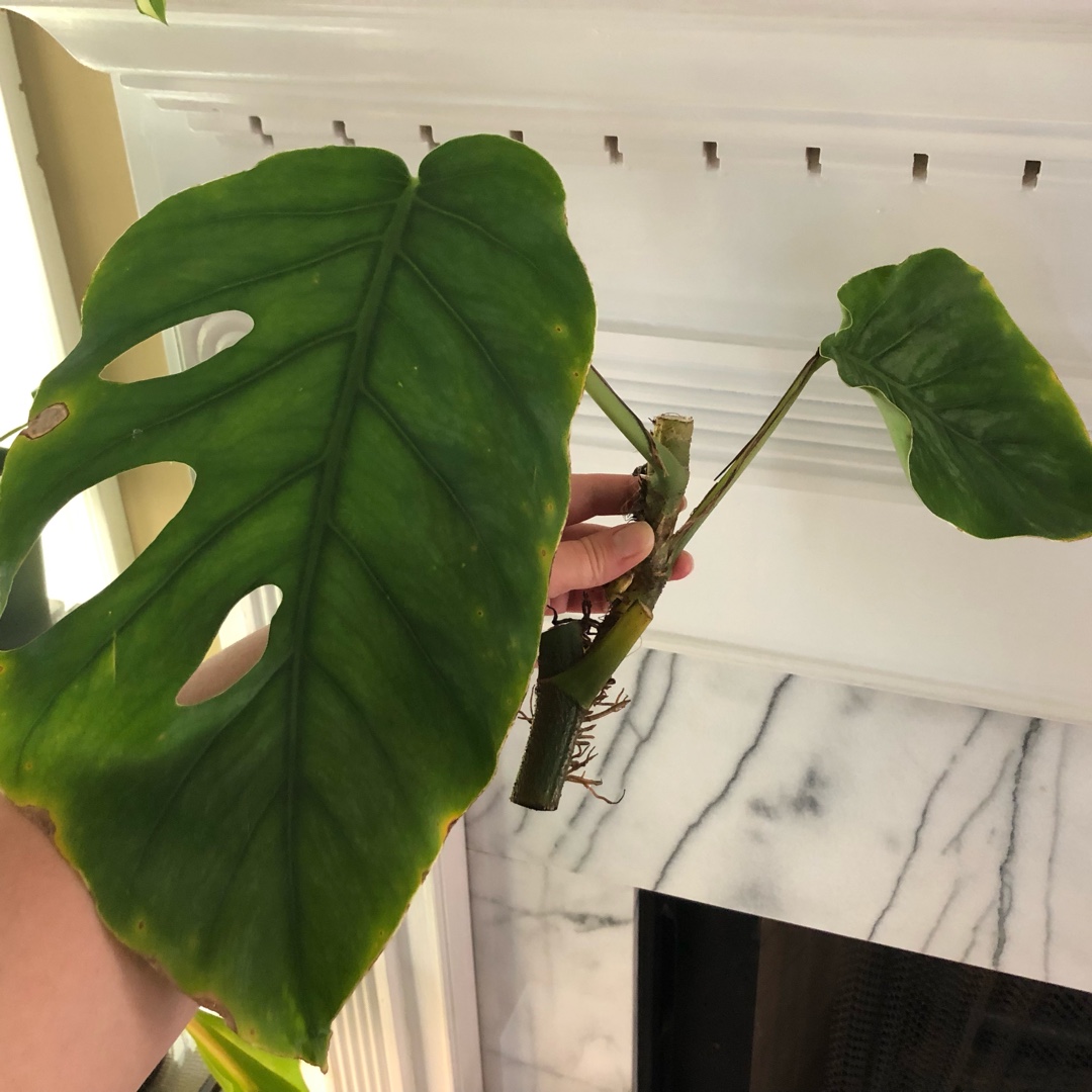 Monstera dubia in the GardenTags plant encyclopedia Shingle Plant in the GardenTags plant encyclopedia