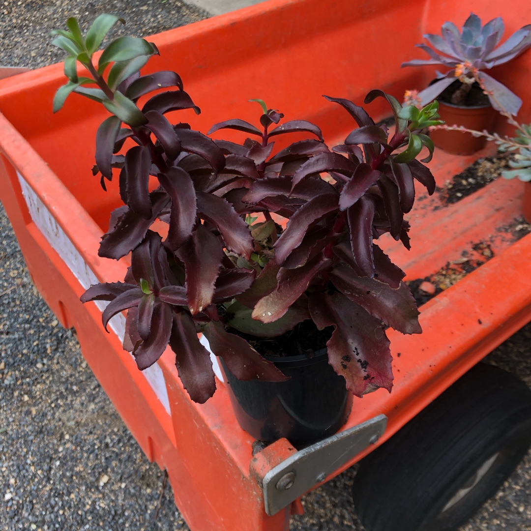 Sedum Dark magic in the GardenTags plant encyclopedia Sedum Dark Magic in the GardenTags plant encyclopedia