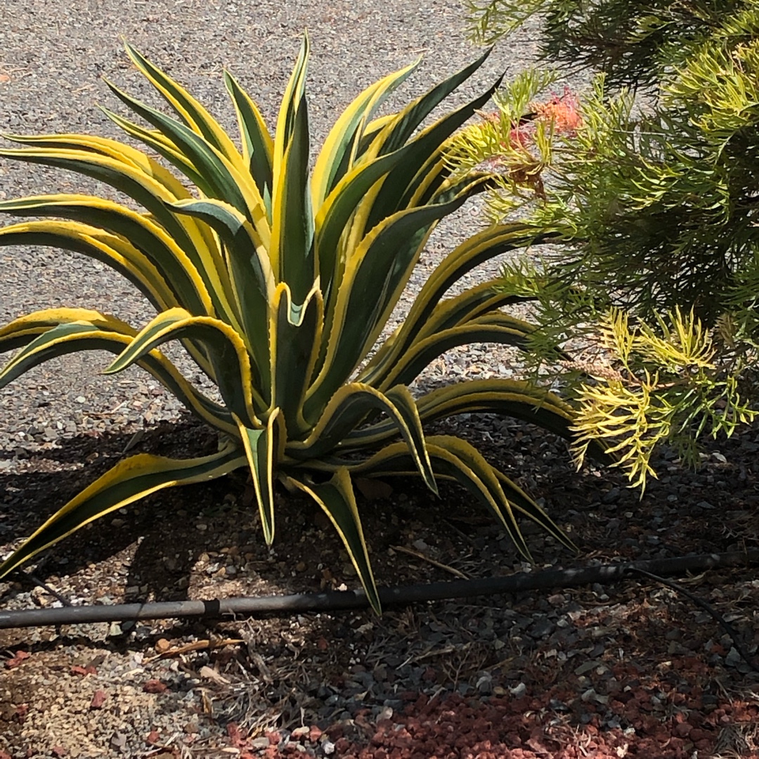 Agave Desmentiana Bright Edge in the GardenTags plant encyclopedia Agave Desmentiana Bright Edge in the GardenTags plant encyclopedia