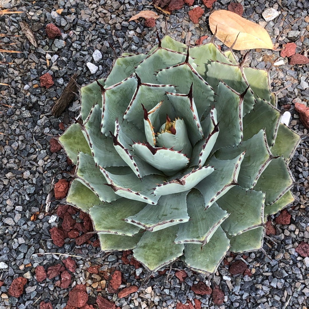Agave Potatorum Kichiokan in the GardenTags plant encyclopedia Agave Potatorum Kichiokan in the GardenTags plant encyclopedia