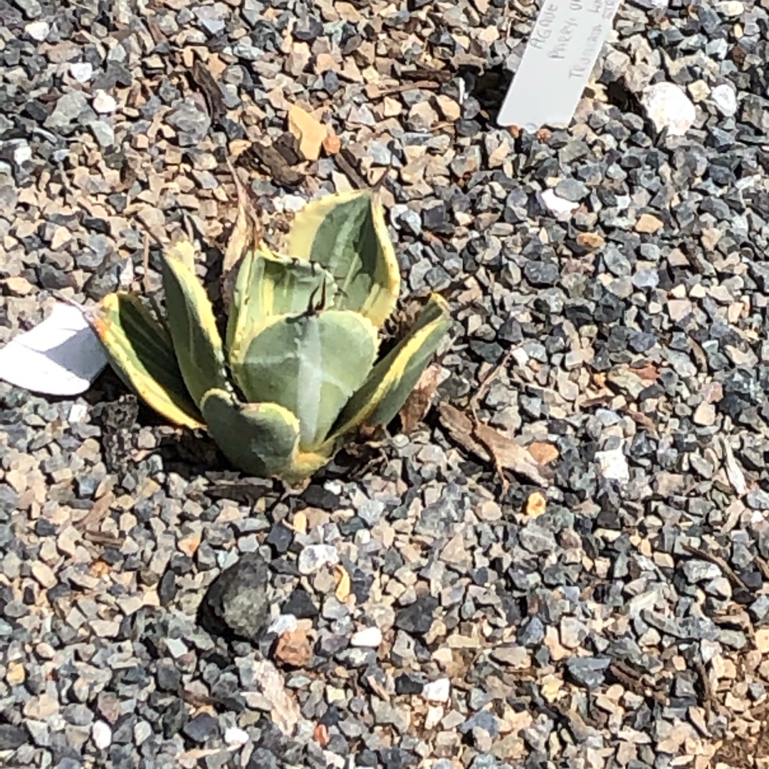 Agave Parryi Lime Streak in the GardenTags plant encyclopedia Agave Parryi Lime Streak in the GardenTags plant encyclopedia
