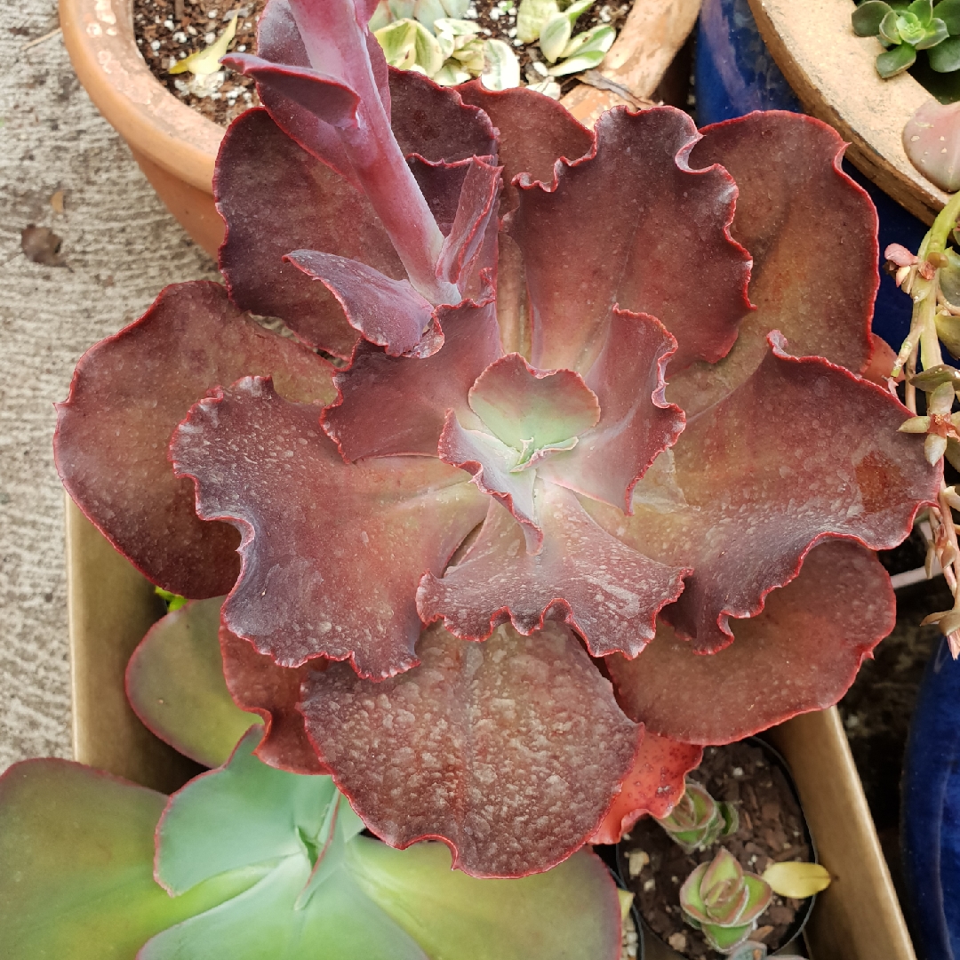 Echeveria Cerise in the GardenTags plant encyclopedia Echeveria Cerise in the GardenTags plant encyclopedia