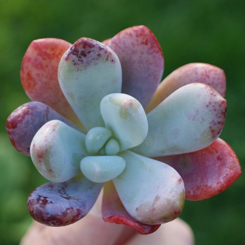 Echeveria Laulindsayana in the GardenTags plant encyclopedia Echeveria Laulindsayana in the GardenTags plant encyclopedia