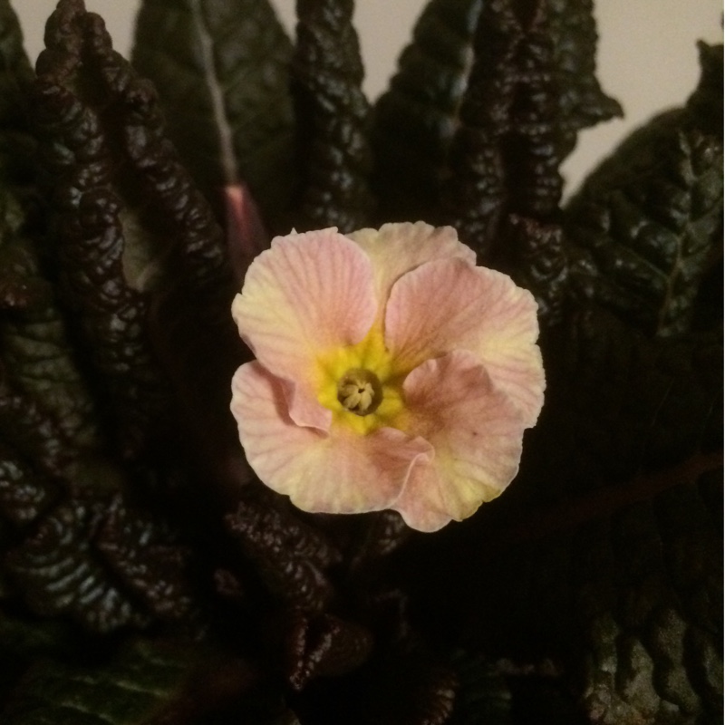 Primula Kennedy Irish series Dunbeg in the GardenTags plant encyclopedia Primrose Dunbeg in the GardenTags plant encyclopedia