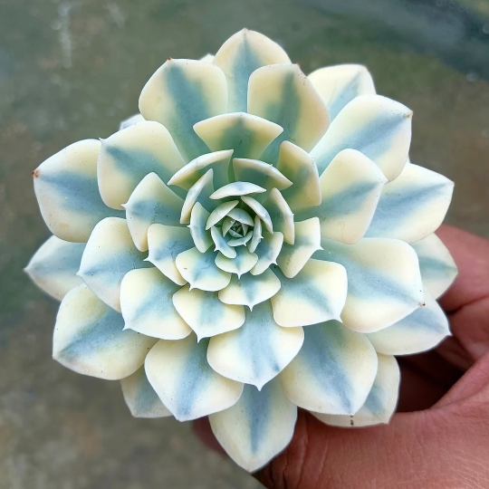 Echeveria Runyoni Variegata in the GardenTags plant encyclopedia Echeveria Runyoni Variegated in the GardenTags plant encyclopedia