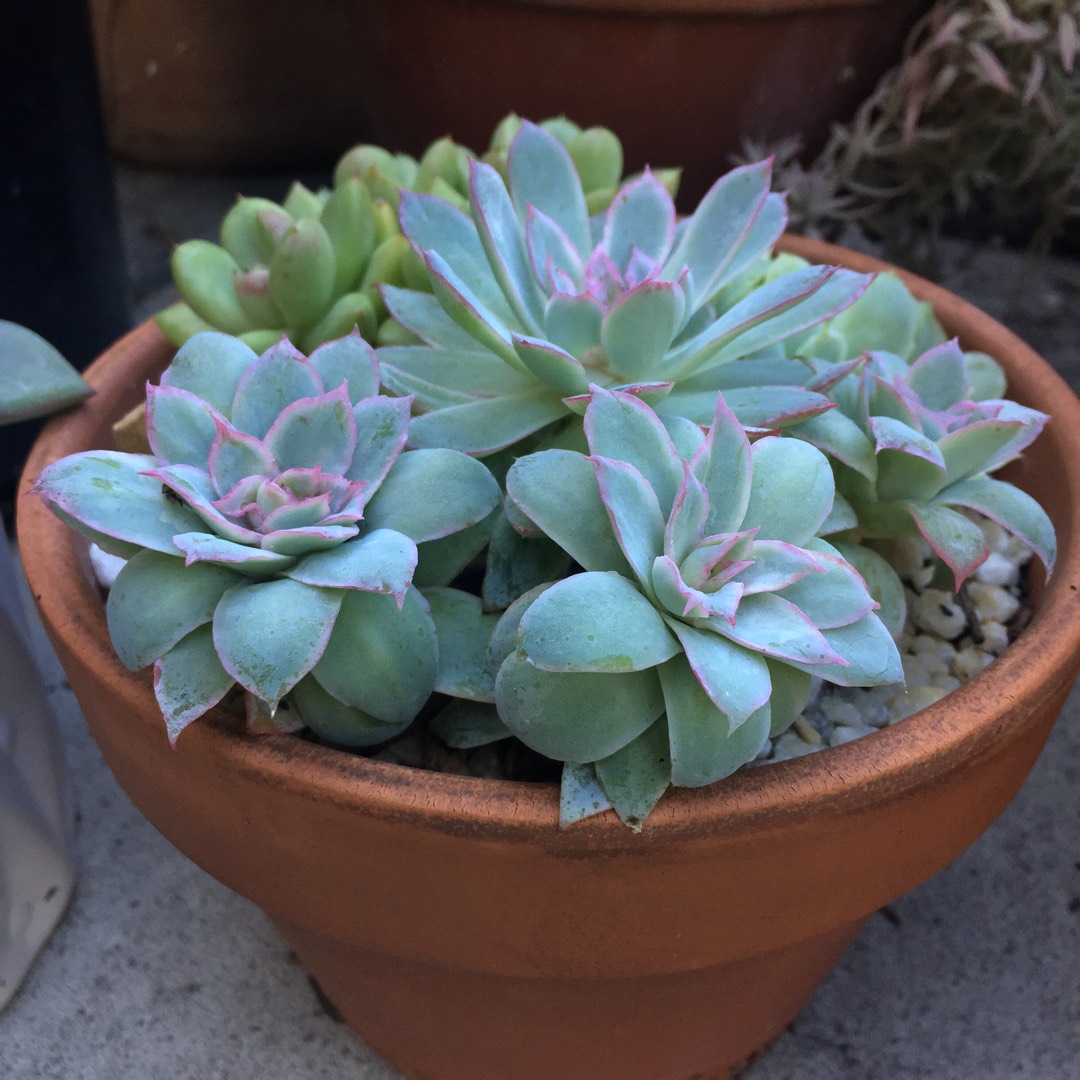 Echeveria Rose Queen in the GardenTags plant encyclopedia Echeveria Rose Queen in the GardenTags plant encyclopedia