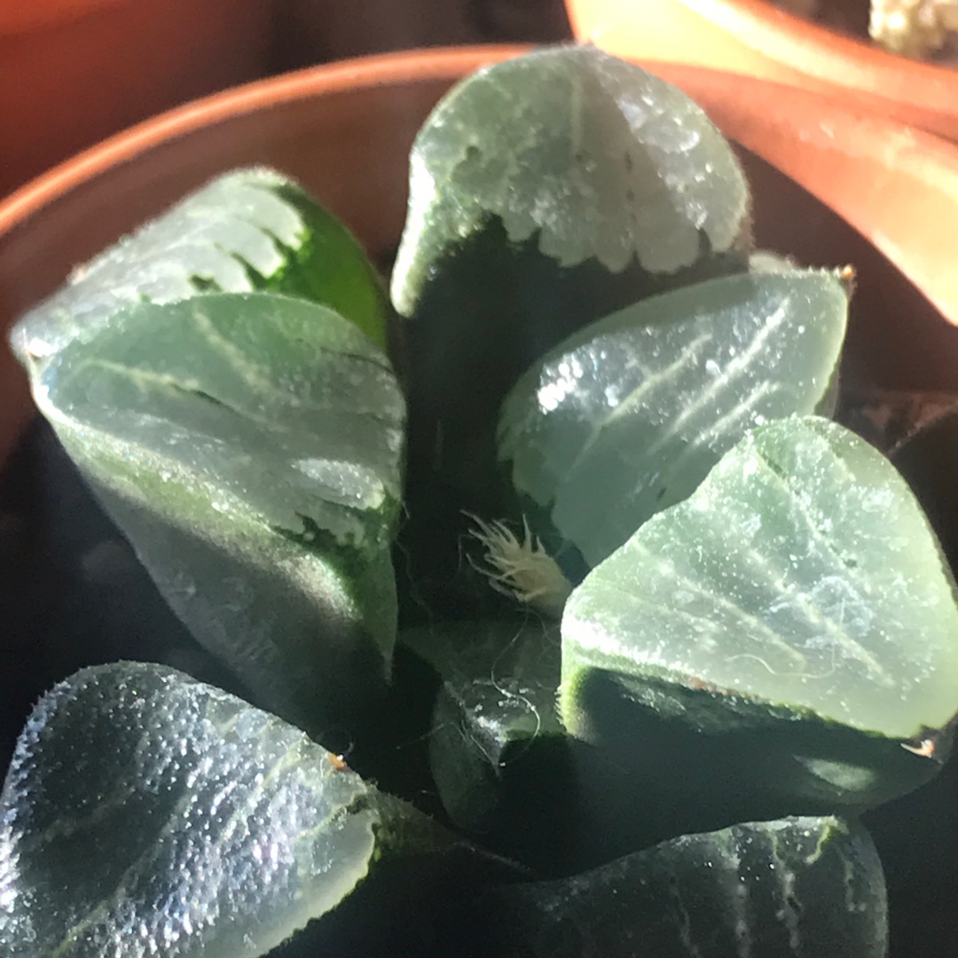 Haworthia Tsukikage in the GardenTags plant encyclopedia Haworthia Tsukikage in the GardenTags plant encyclopedia
