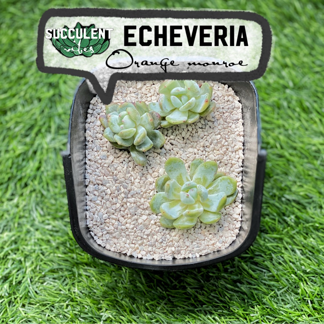 Echeveria Monroe x Tolimanensis in the GardenTags plant encyclopedia Echeveria Monroe x Tolimanensis in the GardenTags plant encyclopedia