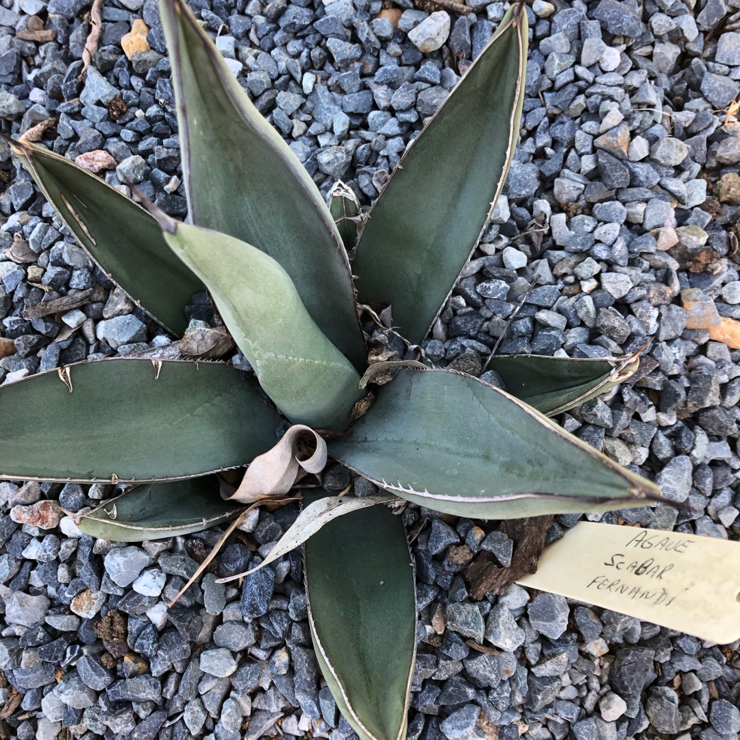Agave Scabra Fernandina in the GardenTags plant encyclopedia Agave Scabra Fernandina in the GardenTags plant encyclopedia
