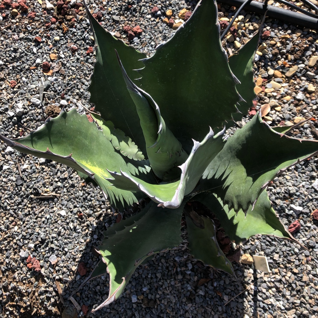 Agave Salmiana Ferox in the GardenTags plant encyclopedia Agave Salmiana Ferox in the GardenTags plant encyclopedia