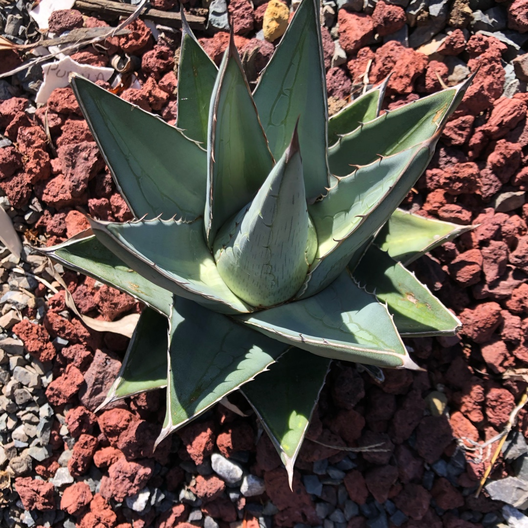 Agave Pumila in the GardenTags plant encyclopedia Agave Pumila in the GardenTags plant encyclopedia