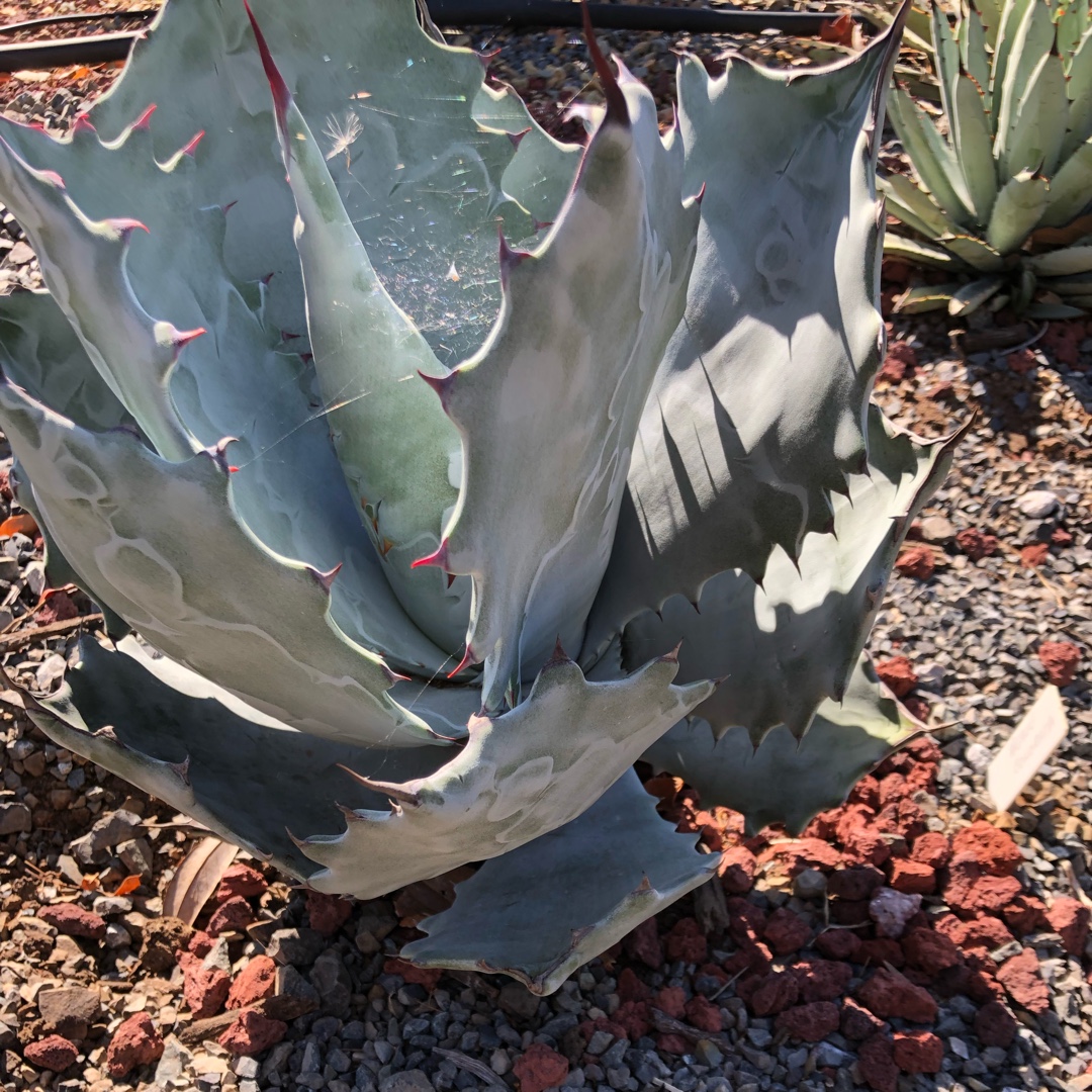 Agave Colorata in the GardenTags plant encyclopedia Agave Colorata in the GardenTags plant encyclopedia