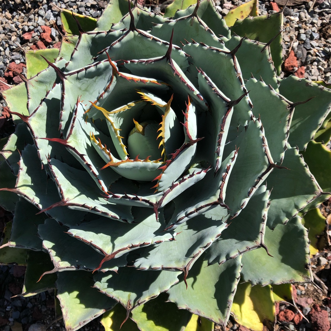Agave Potatorum Butterfly in the GardenTags plant encyclopedia Agave Potatorum Butterfly in the GardenTags plant encyclopedia