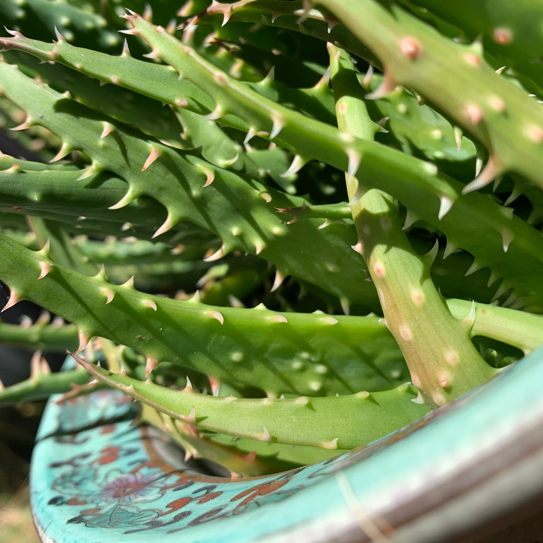 Aloe Pink Fairy in the GardenTags plant encyclopedia Aloe Pink Fairy in the GardenTags plant encyclopedia