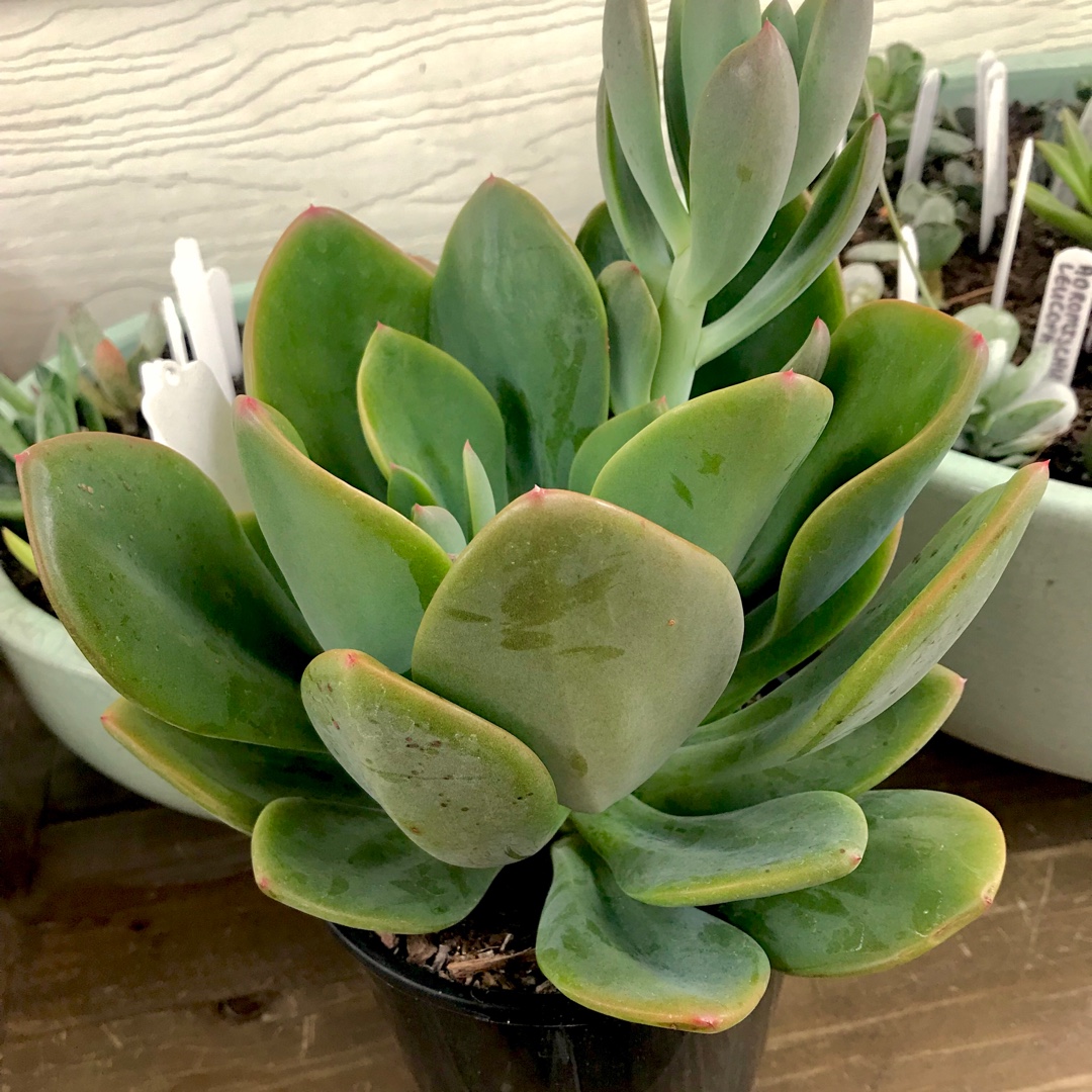 x Pachyveria Empress in the GardenTags plant encyclopedia Pachyveria Empress in the GardenTags plant encyclopedia