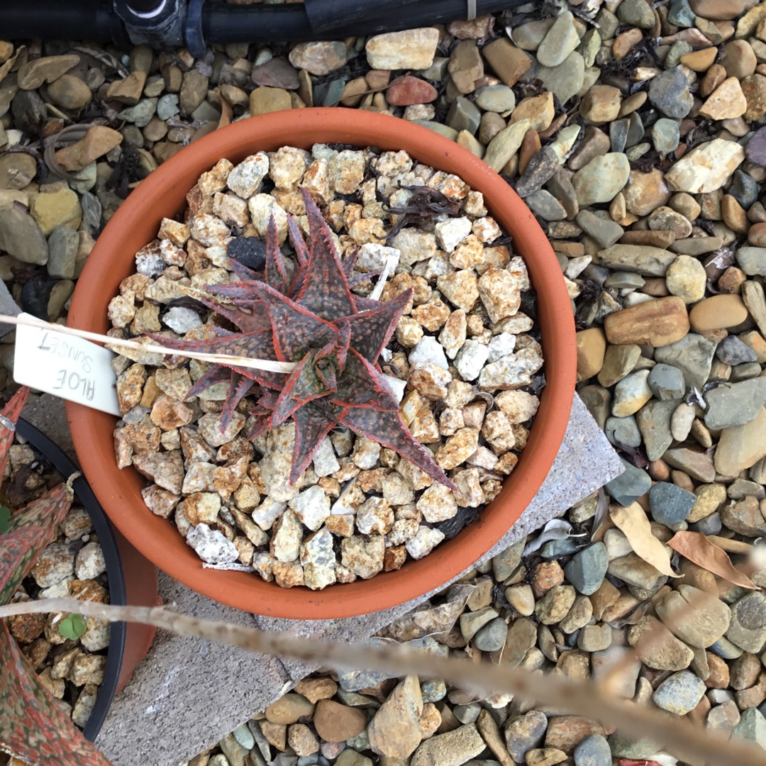 Aloe Sunset in the GardenTags plant encyclopedia Aloe Sunset in the GardenTags plant encyclopedia