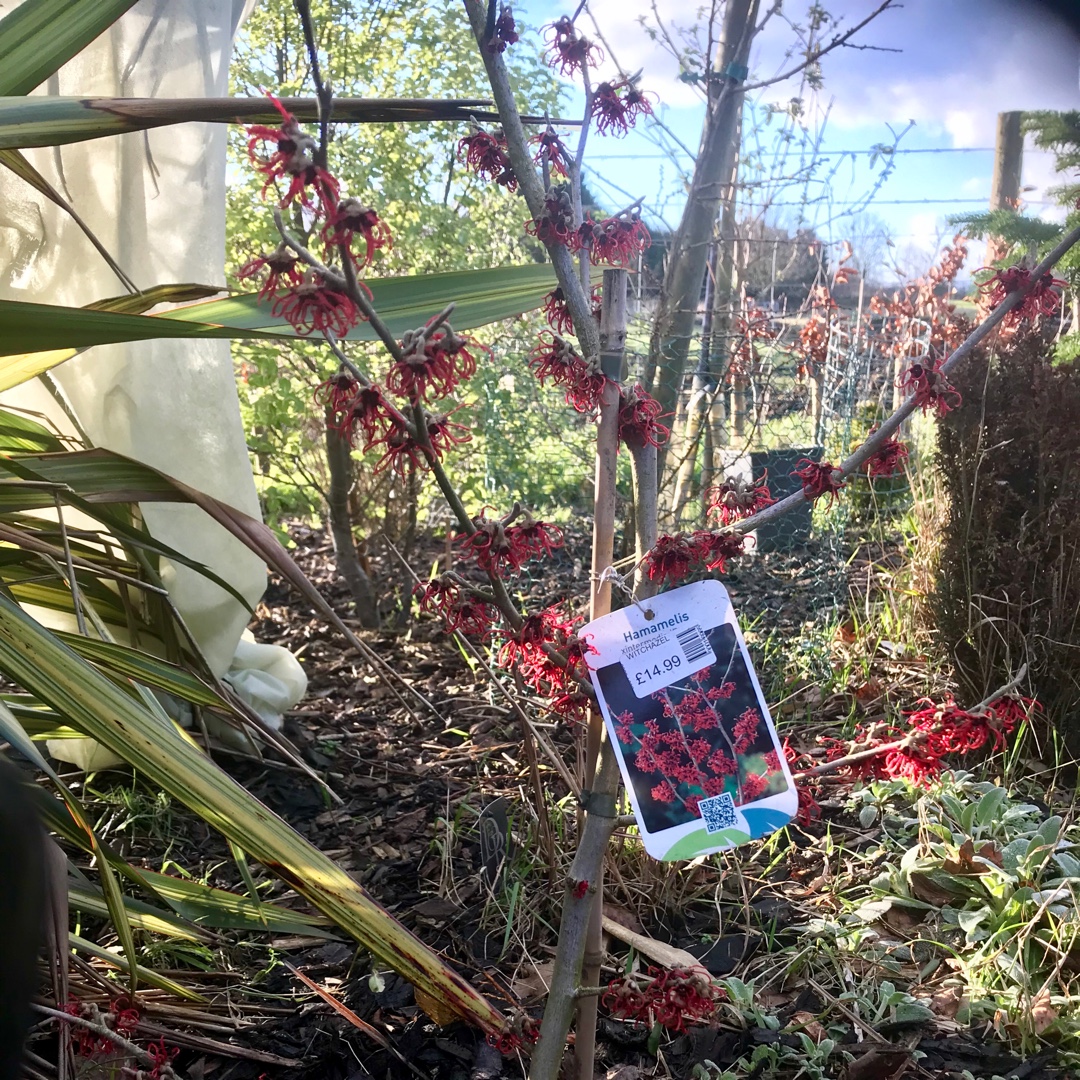 Hamamelis x intermedia Rubin in the GardenTags plant encyclopedia Witch Hazel Rubin in the GardenTags plant encyclopedia