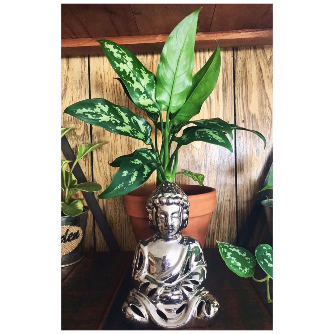 Aglaonema Maria in the GardenTags plant encyclopedia Chinese Evergreen Maria in the GardenTags plant encyclopedia