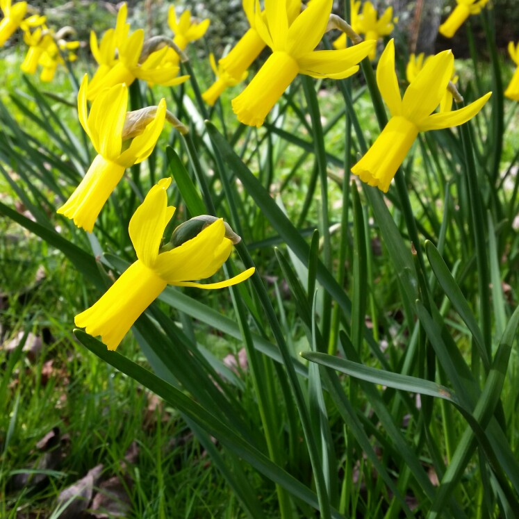 Narcissus Little Witch in the GardenTags plant encyclopedia Daffodil Little Witch (Cyclamineus) in the GardenTags plant encyclopedia